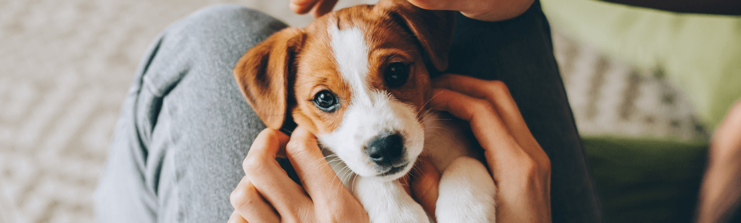 The Ultimate Guide to Choosing Your Perfect Doodle Puppy