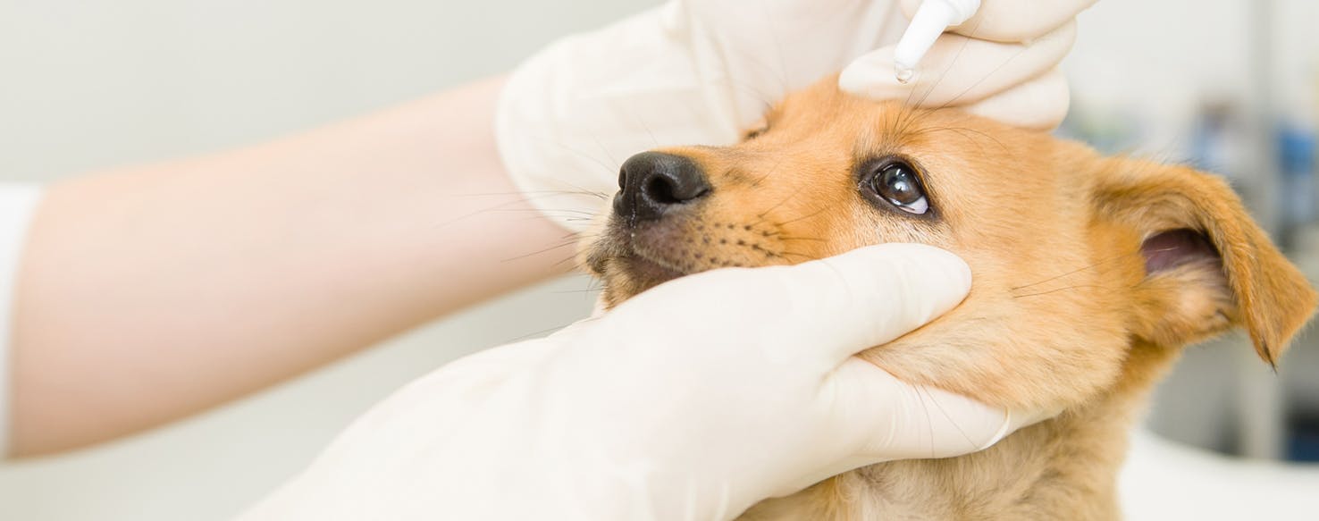 Health and Wellness: Keeping Your Doodle Happy and Healthy