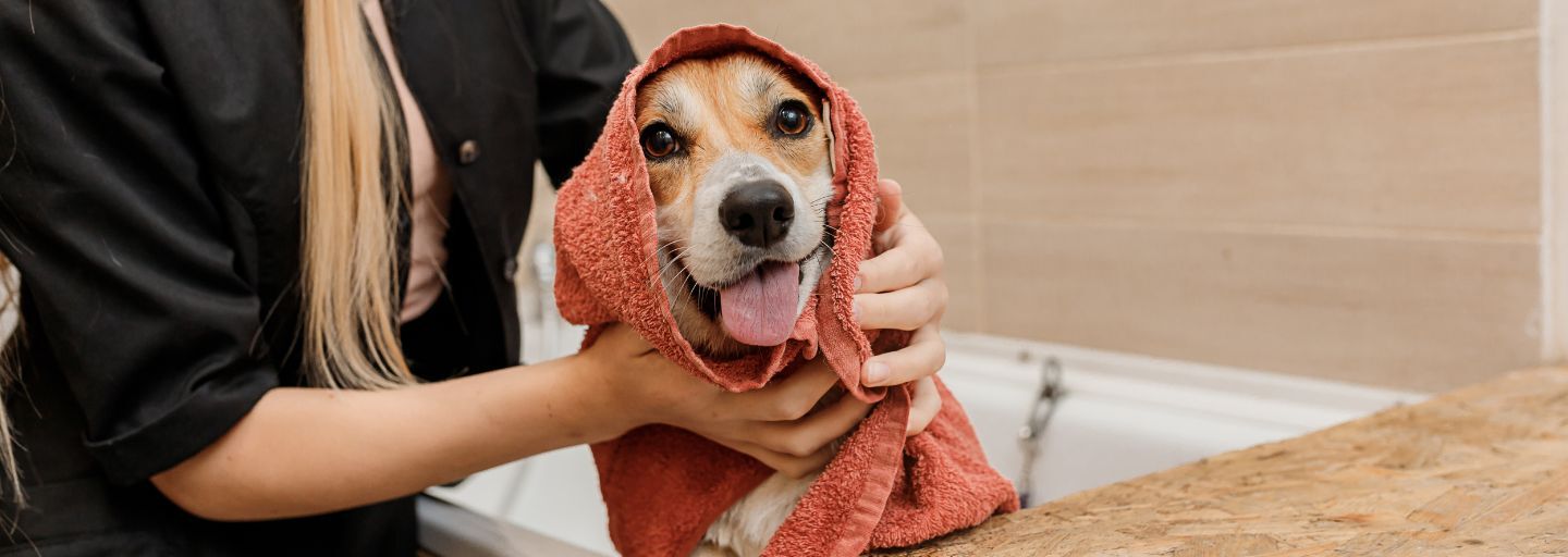 Understanding Doodle Coat Types and Grooming Needs