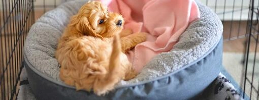 5 Essential Training Tips for Your New Doodle Puppy