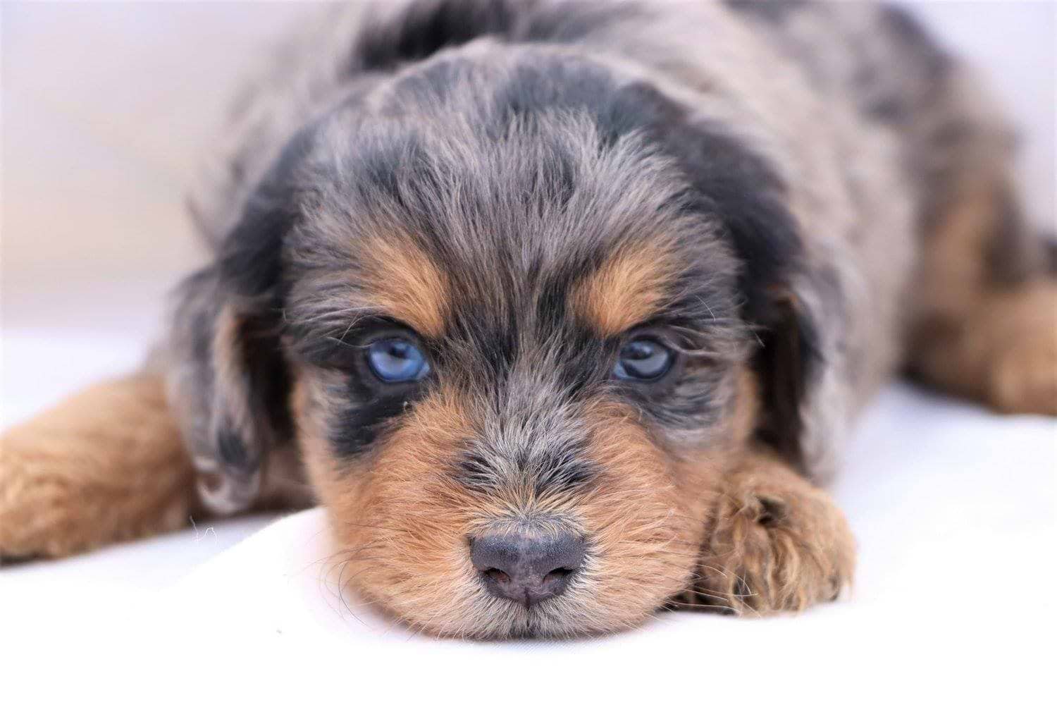 Aussiedoodle Puppies