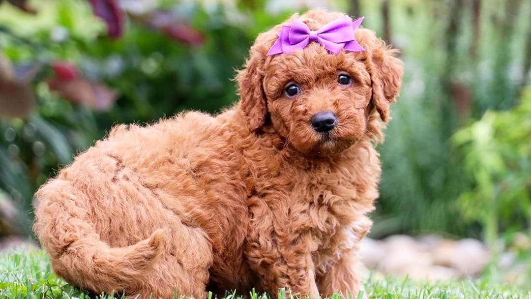 Goldendoodle Puppies