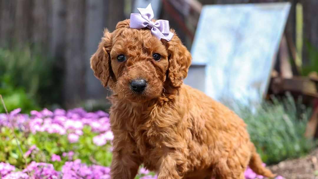 Irish Doodle Puppies