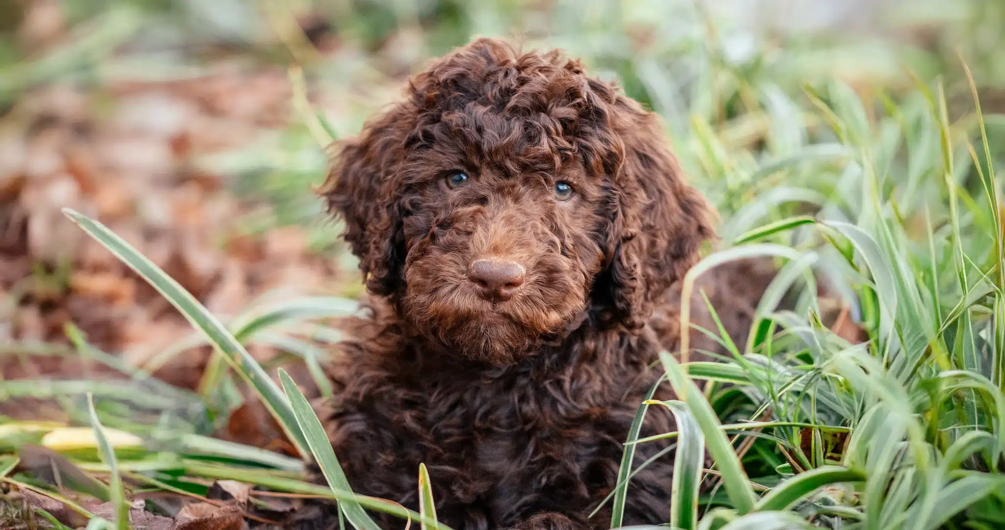 Labradoodle Puppies