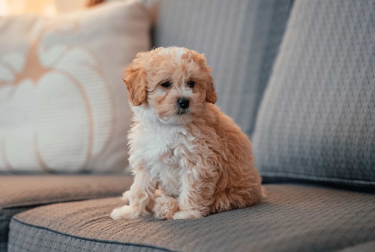 Maltipoo Puppies