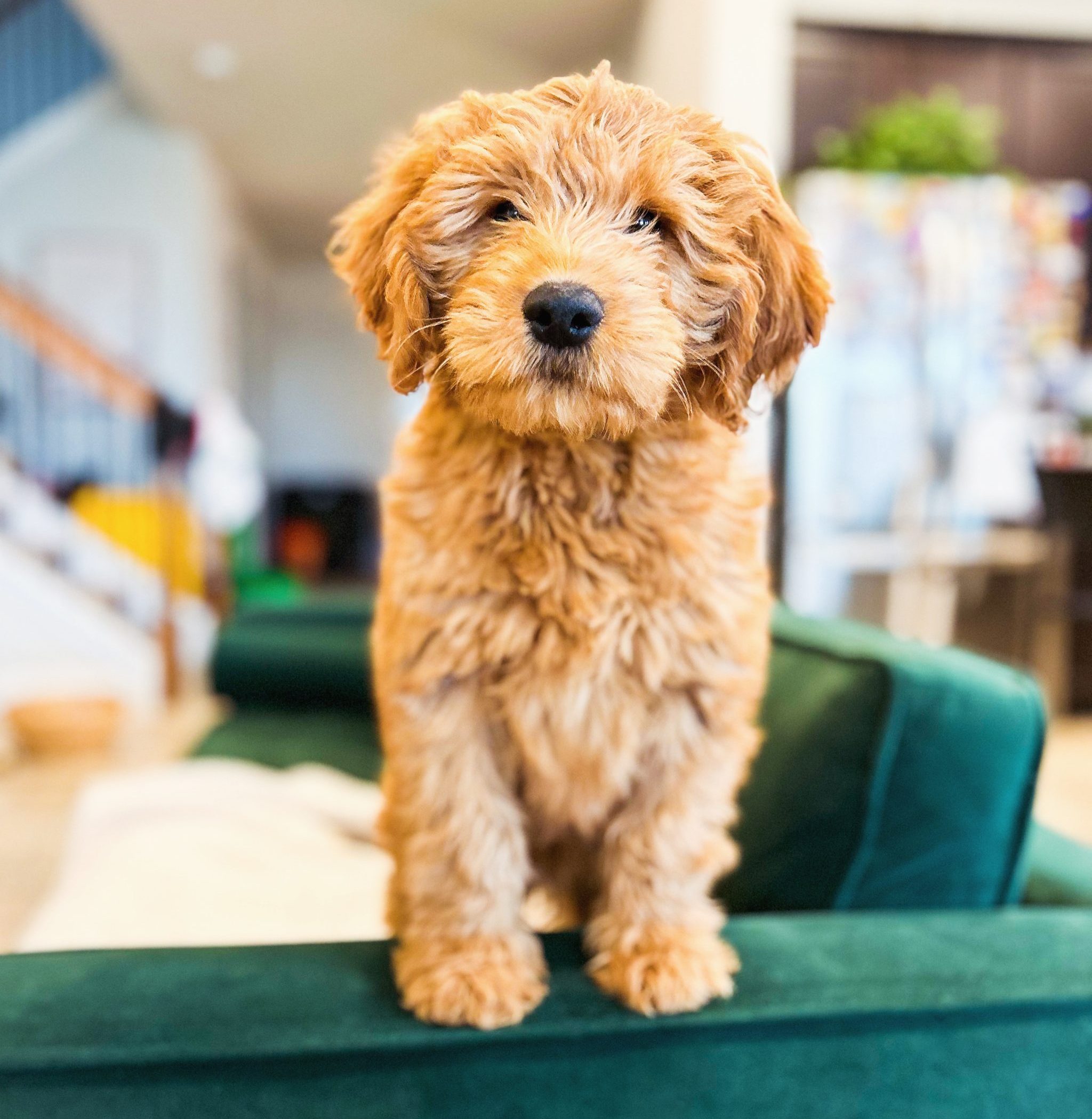 Goldendoodle