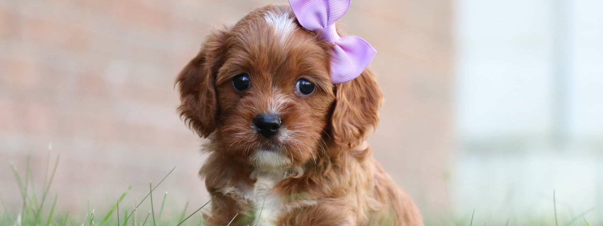 Cavapoo Puppies
