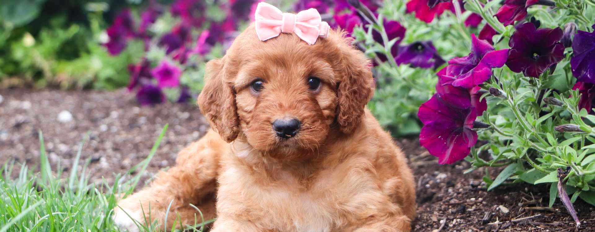 Irish Doodle Puppies