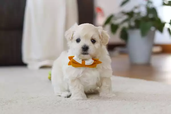 Maltipoo