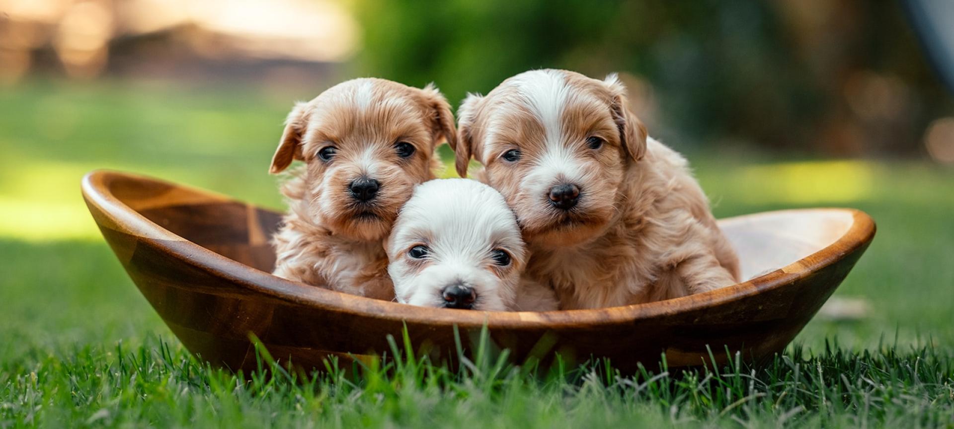 Maltipoo Puppies