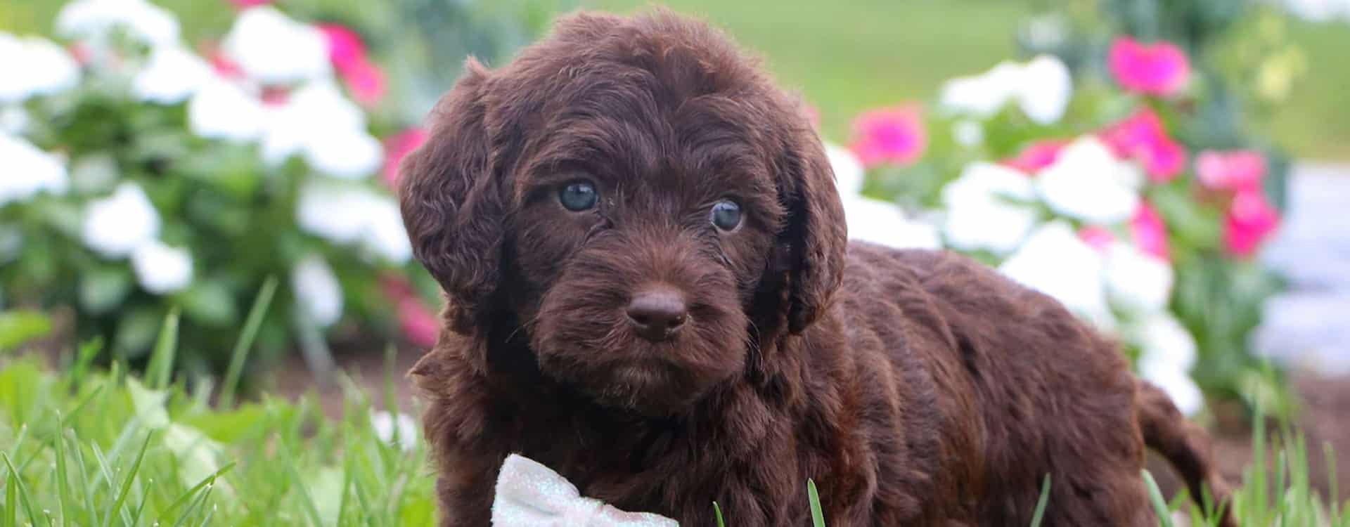 Labradoodle Puppies