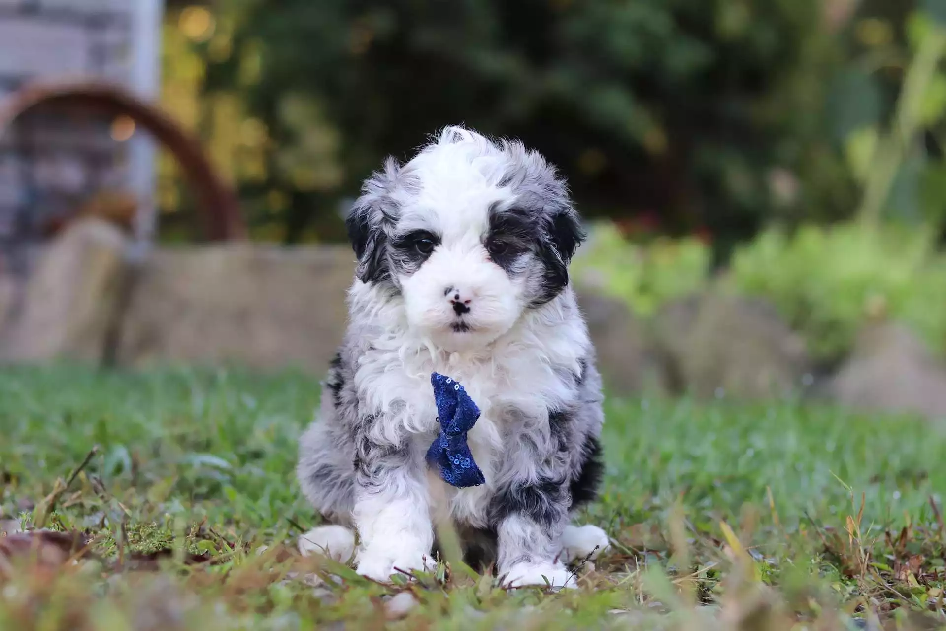 Sheepadoodle