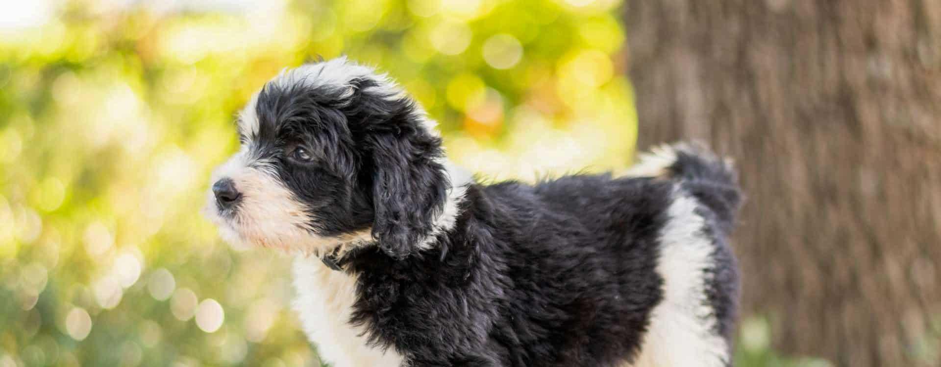 Sheepadoodle Puppies