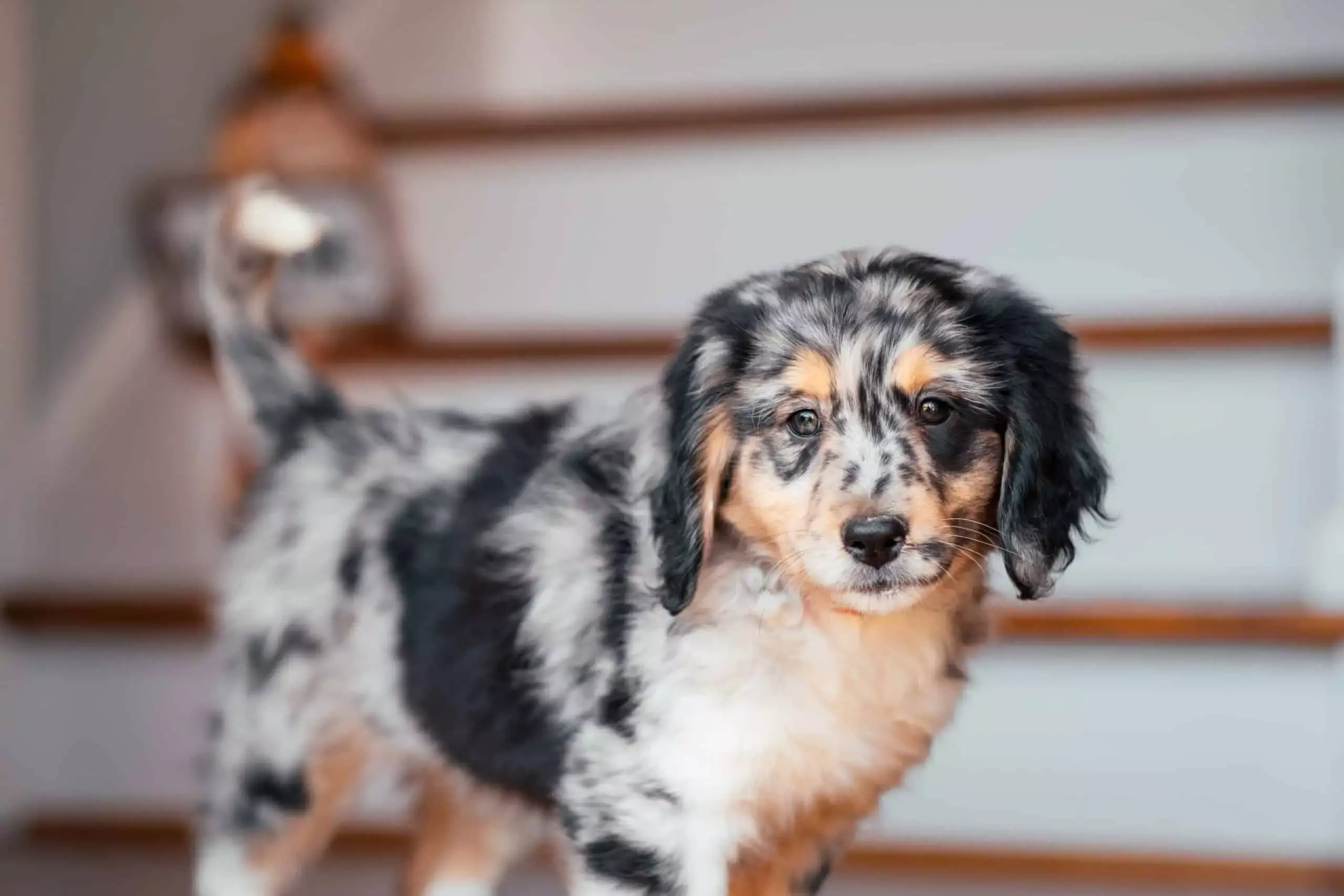 Aussiedoodle Puppies