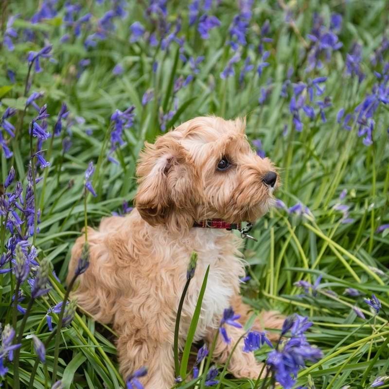 Cavapoo