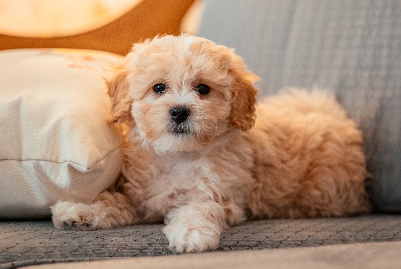 Maltipoo