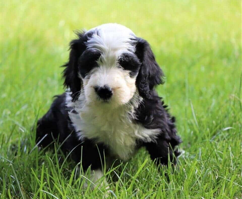 Sheepadoodle