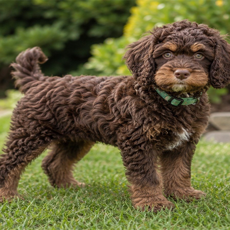 Oliver