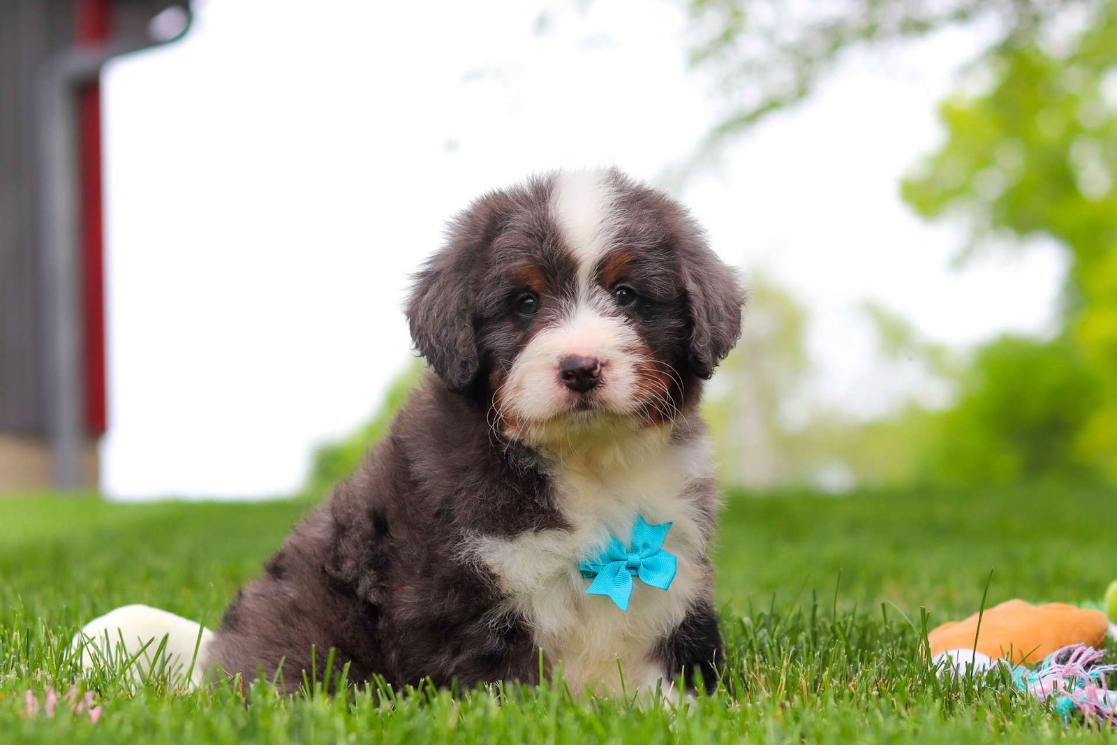Baxter