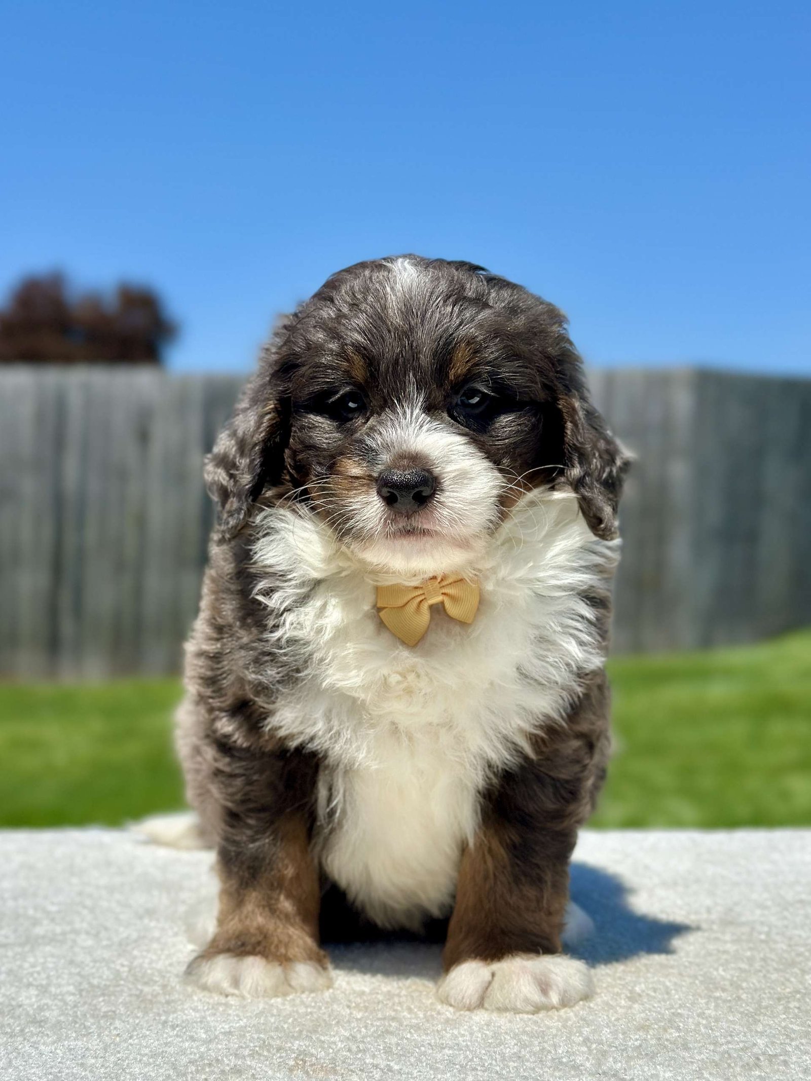 Otis