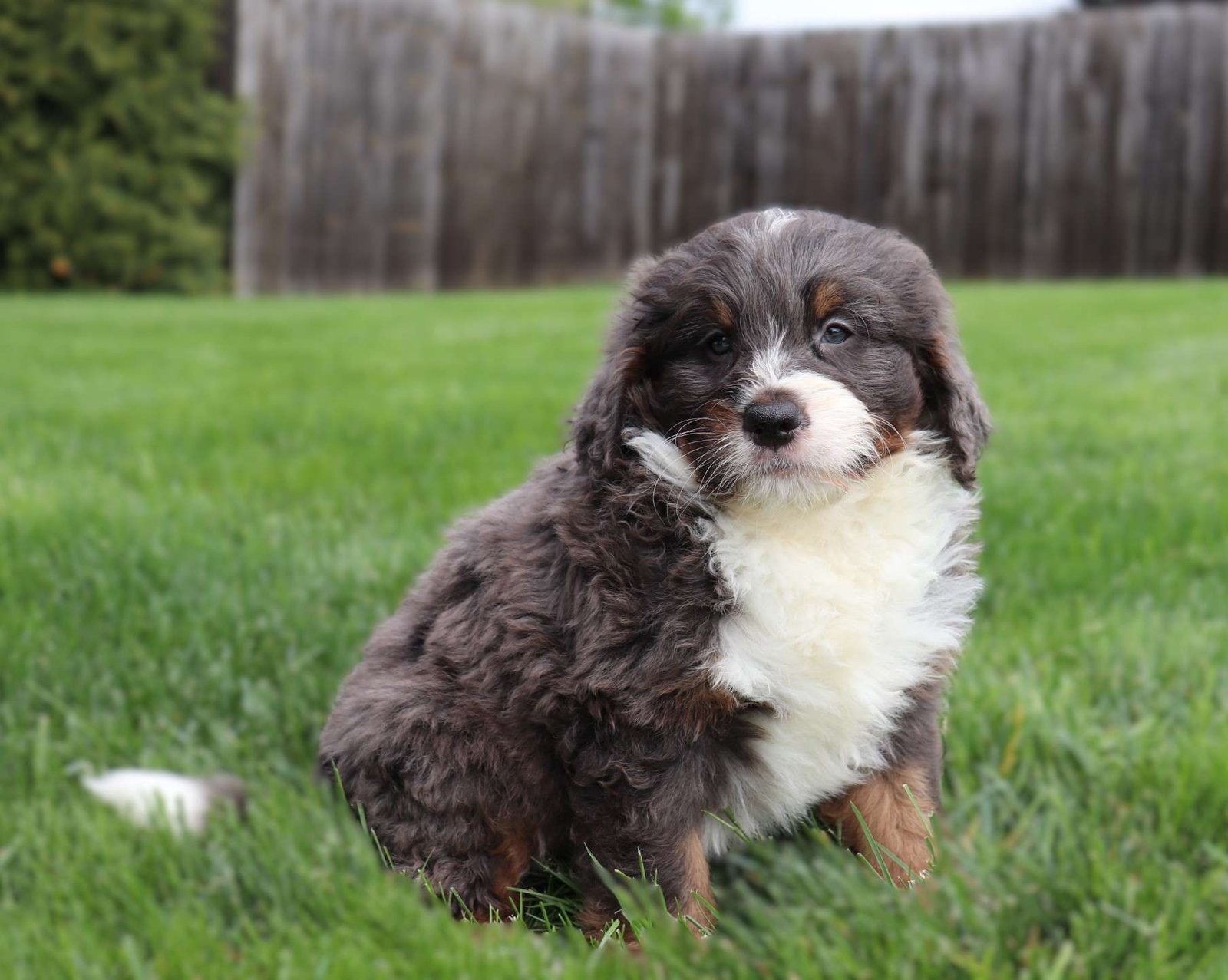 Otis
