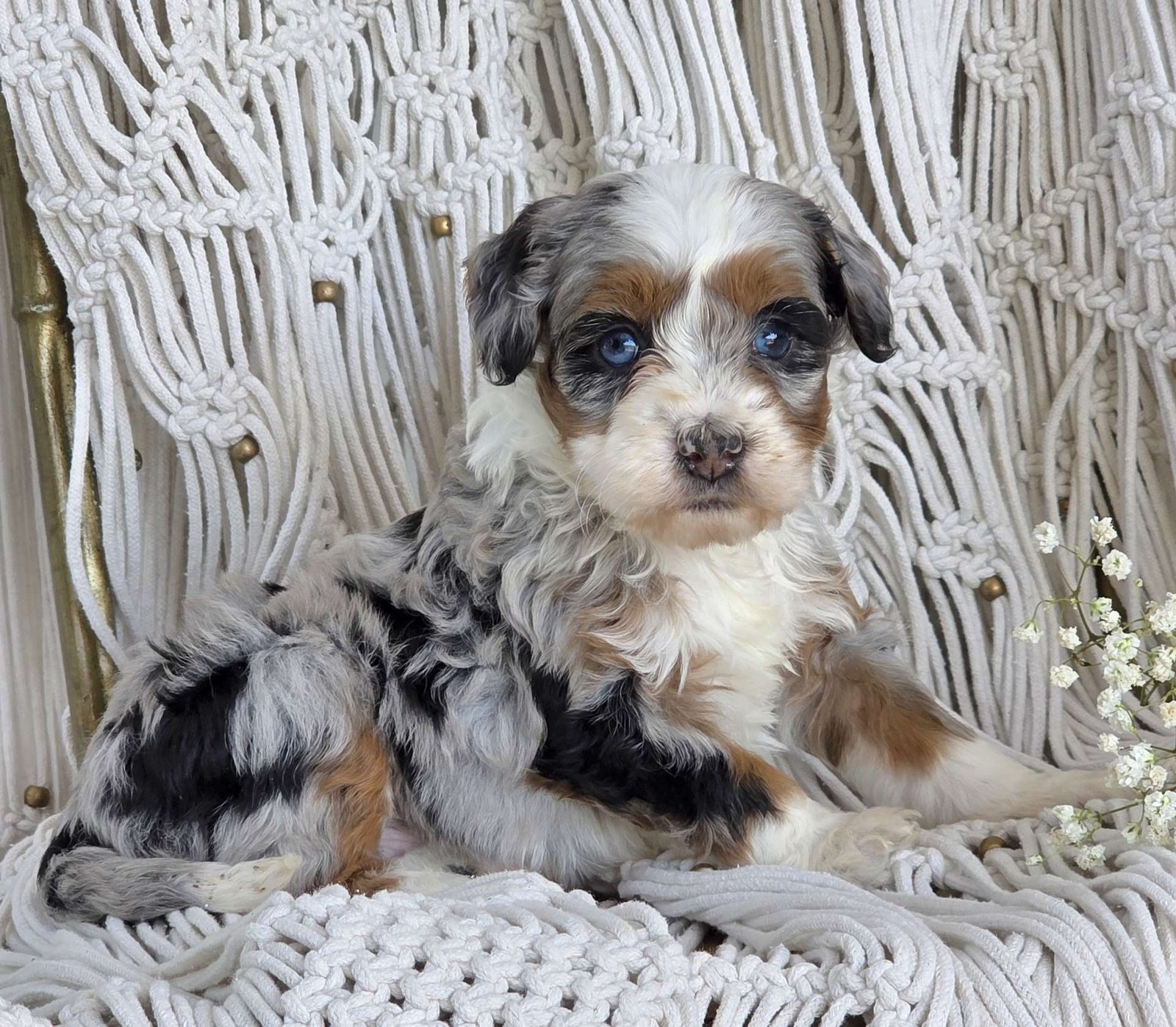 Archie