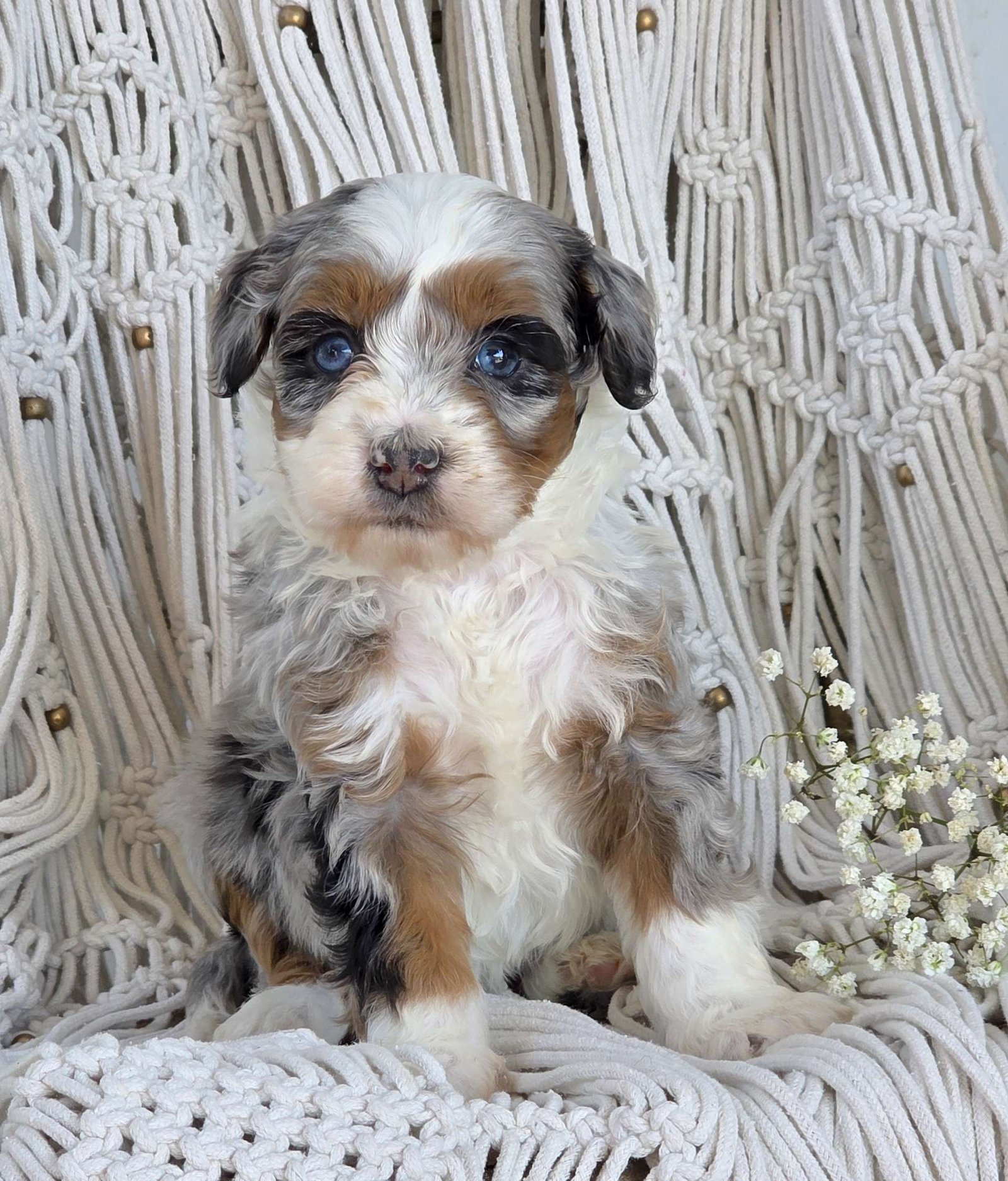 Archie