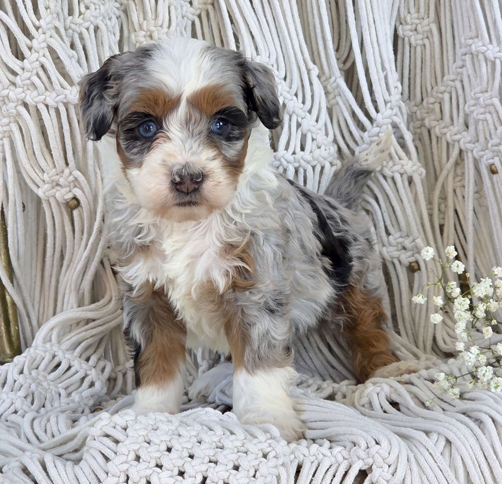 Archie