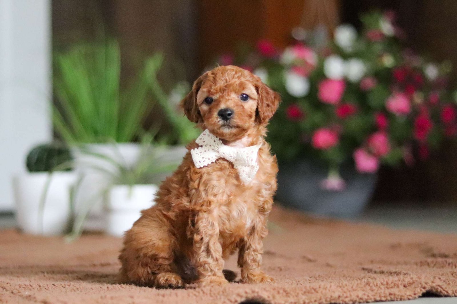 Coco