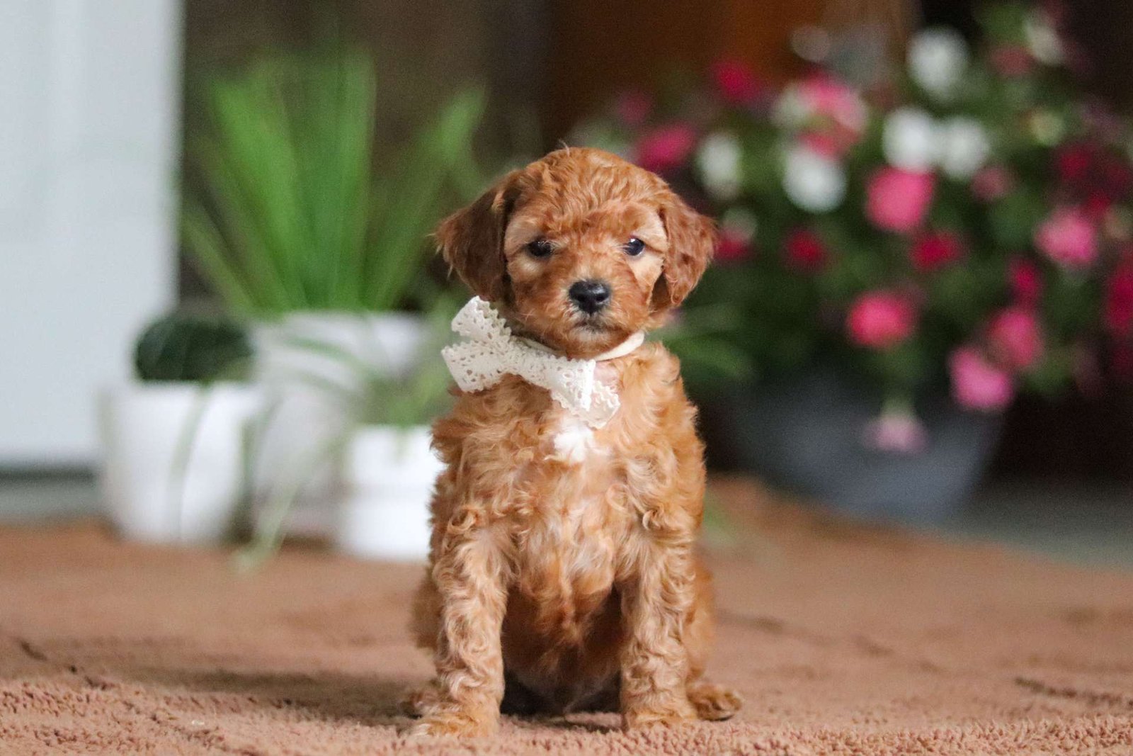 Coco