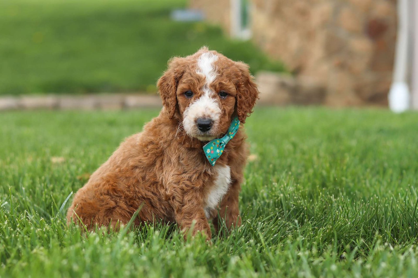Sunny