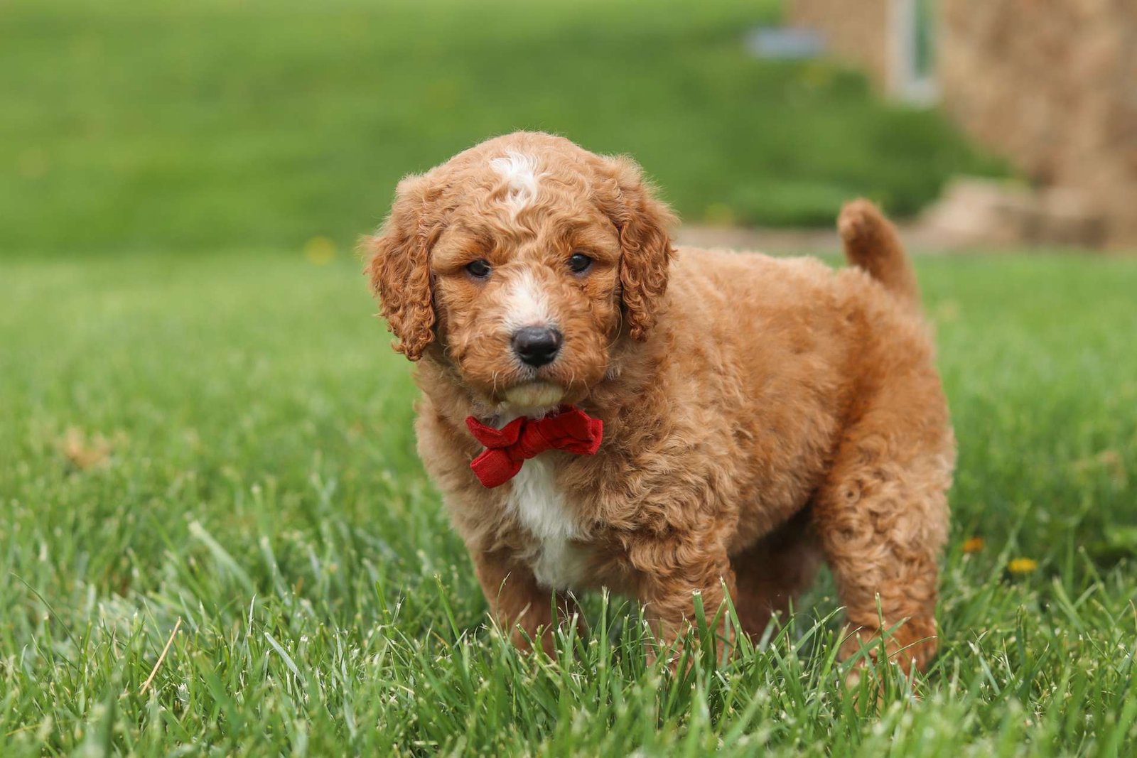 Teddy