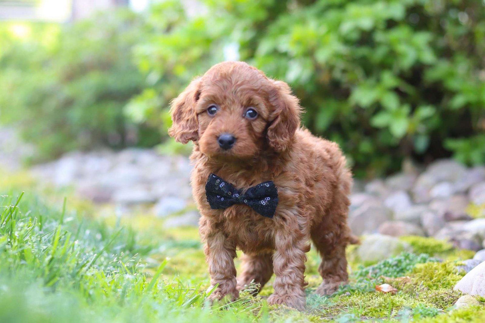 Nora