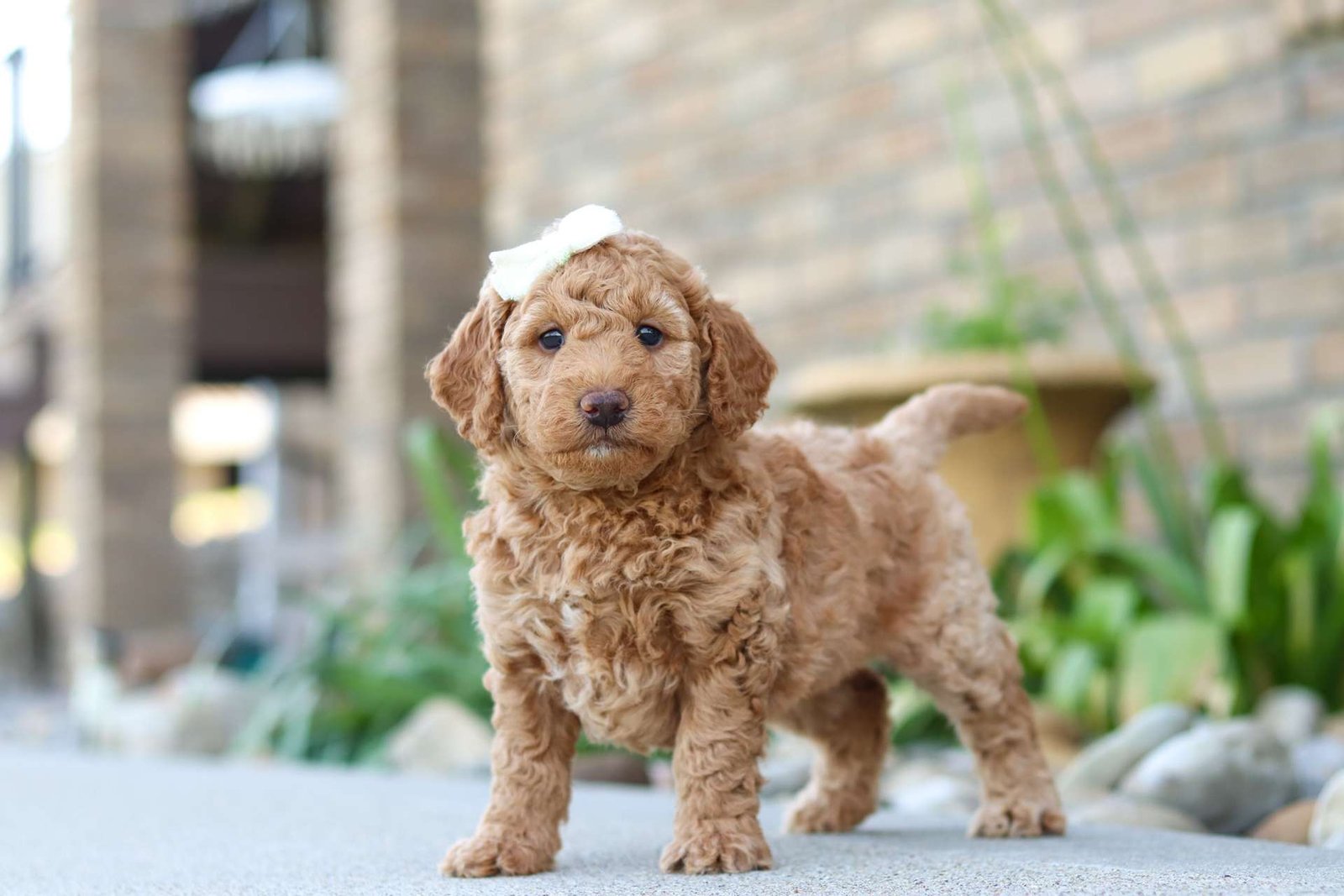 Tucker