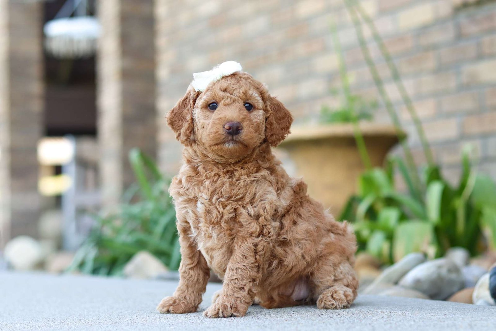 Tucker