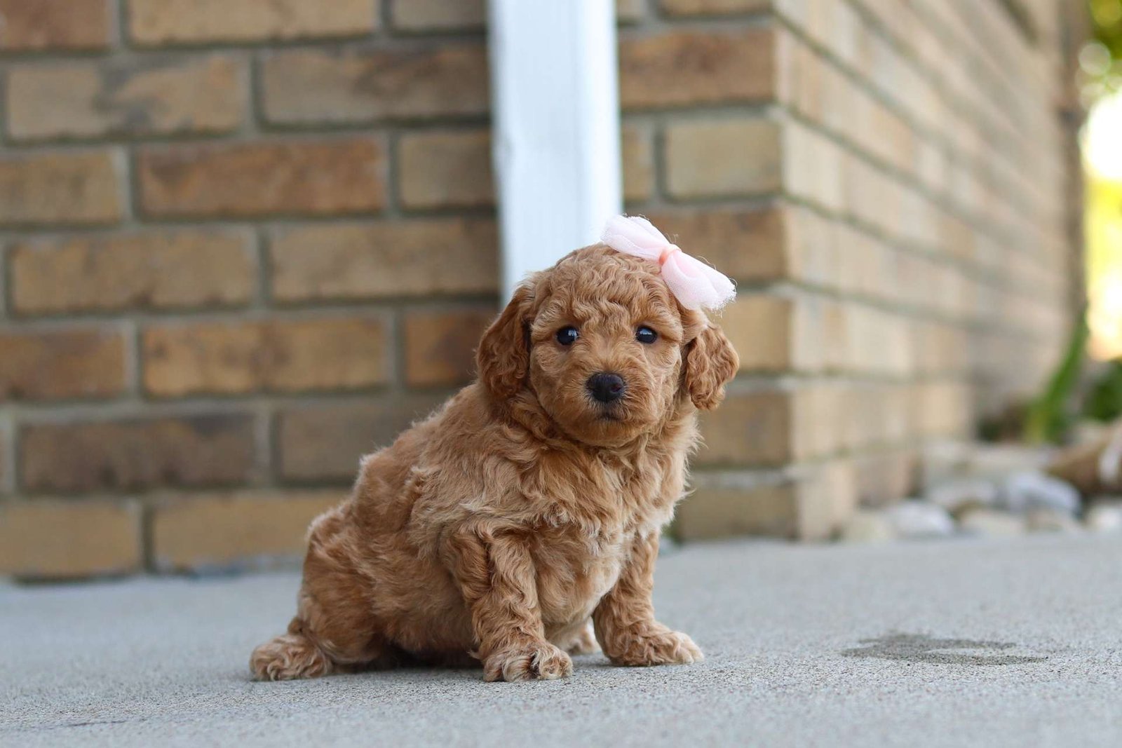 Murphy