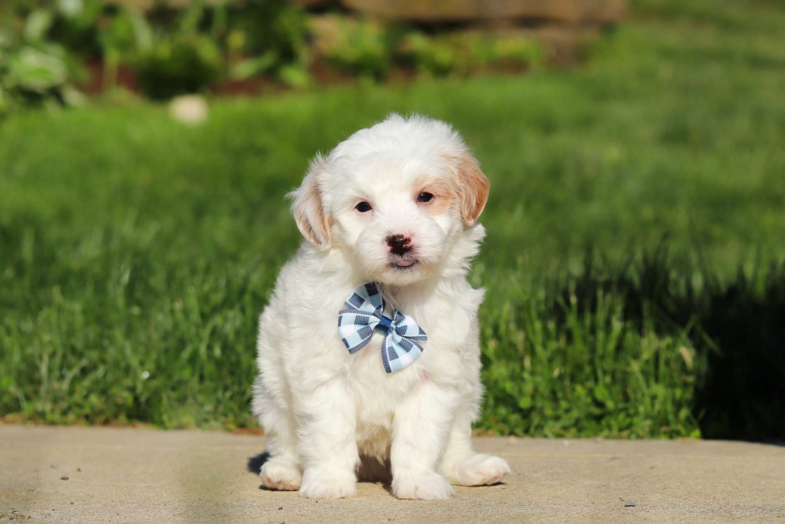 Milo